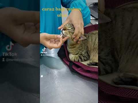 Video: Bagaimana Memberi Ubat Cat Anda