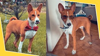 Basenji Training Guide: Watch This Before Getting One!