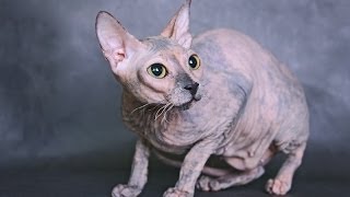 Animal Planet  :  Cats 101 ~  Donskoy