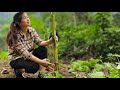 Dig wild potatoes. Plant banana trees around the garden