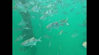 Port Noarlunga Snorkel