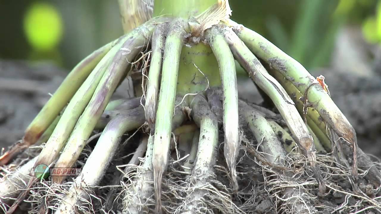 How Deep Does Cantaloupe Roots Grow?