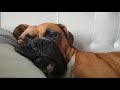 Boxer dog Borys funny sleeps and snoring. Pies bokser zabawnie śpi i chrapie. PART 1