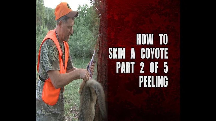 How to skin a coyote - part 2 of 5 - peeling
