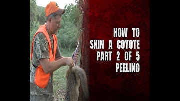 How to skin a coyote - part 2 of 5 - peeling