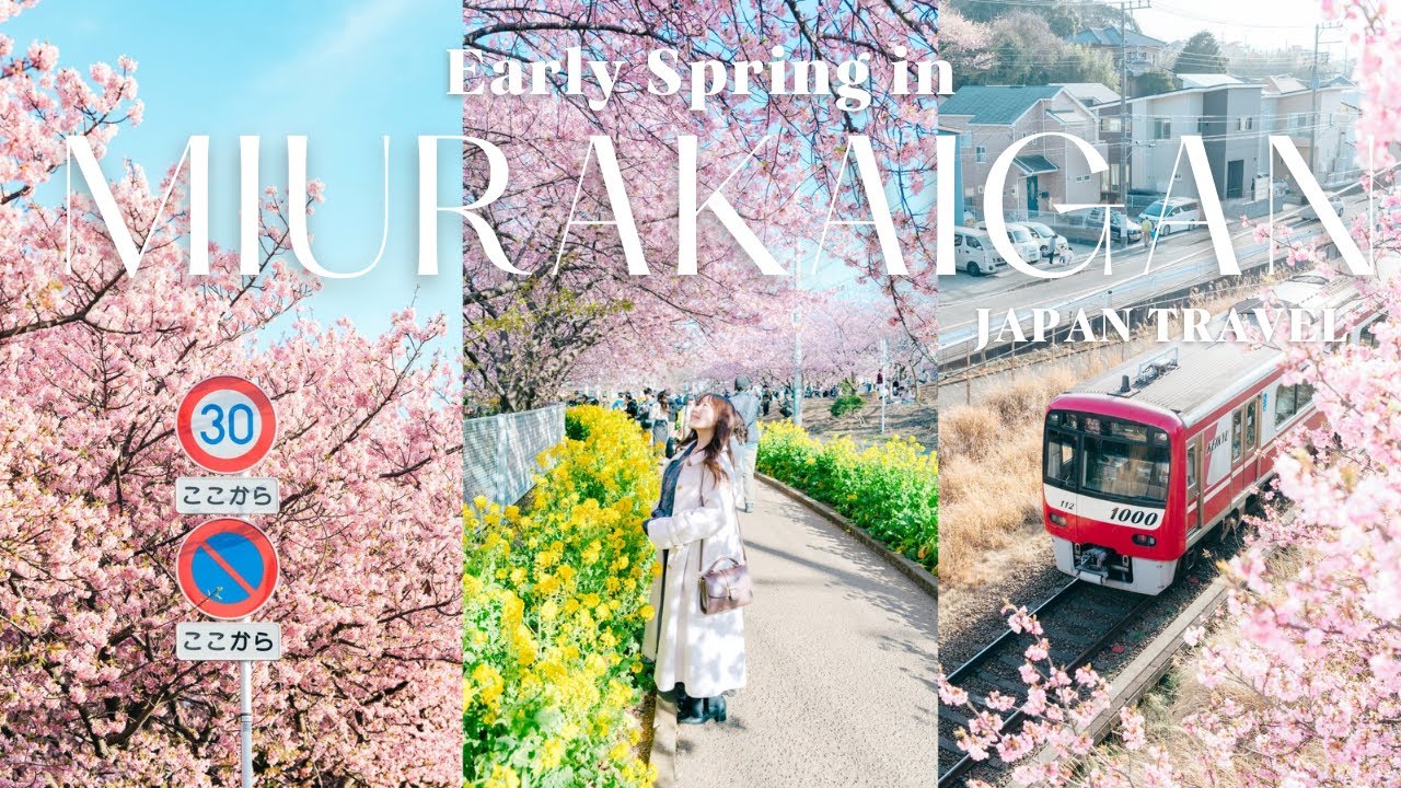 【三浦海岸桜まつり2025】東京から1時間で行く春の週末お出かけ | 荏原神社 |夜景の見える絶品焼肉