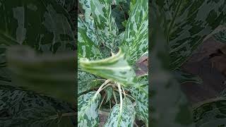 Biutu Faluwr song  love whowillbemylifepartnerta