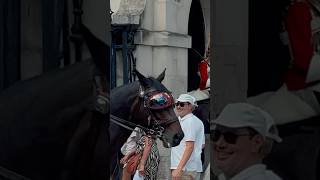 Police Horse Wearing Sungles?? Horse Guards, Royal Guard, Kings Guard, Horse, London, 2025