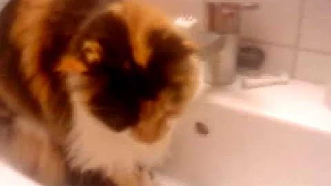 Watch the video about Maine Coon drinks water from the tap