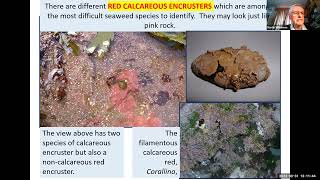 ECSA Files! 31st March 2022 - What 250 Years Study of Seaweeds of the Firth of Forth Can Tell Us