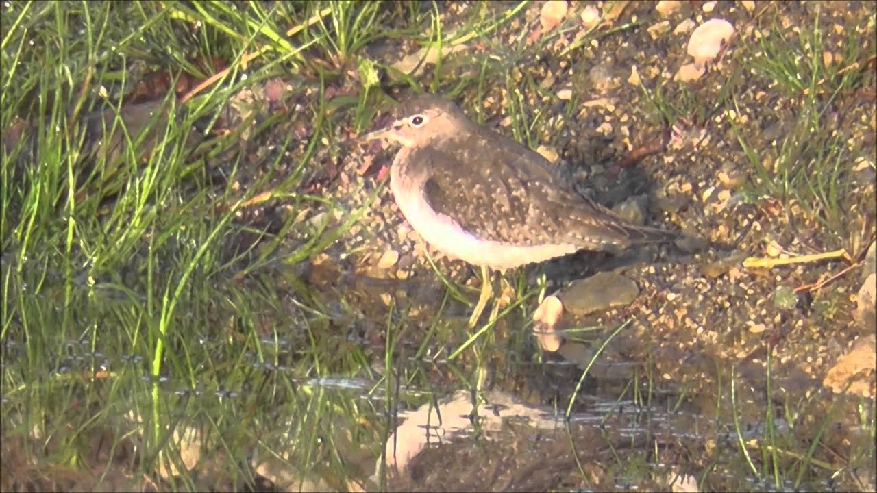 camera iphone 8 plus apk Solitary Sandpiper, Co. Wexford 2014