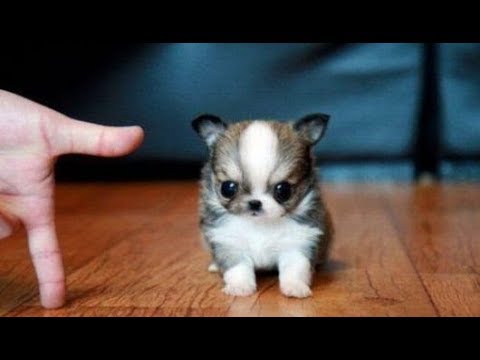 los-perros-más-graciosos-del-mundo-2017-(funny-dogs-compilation)