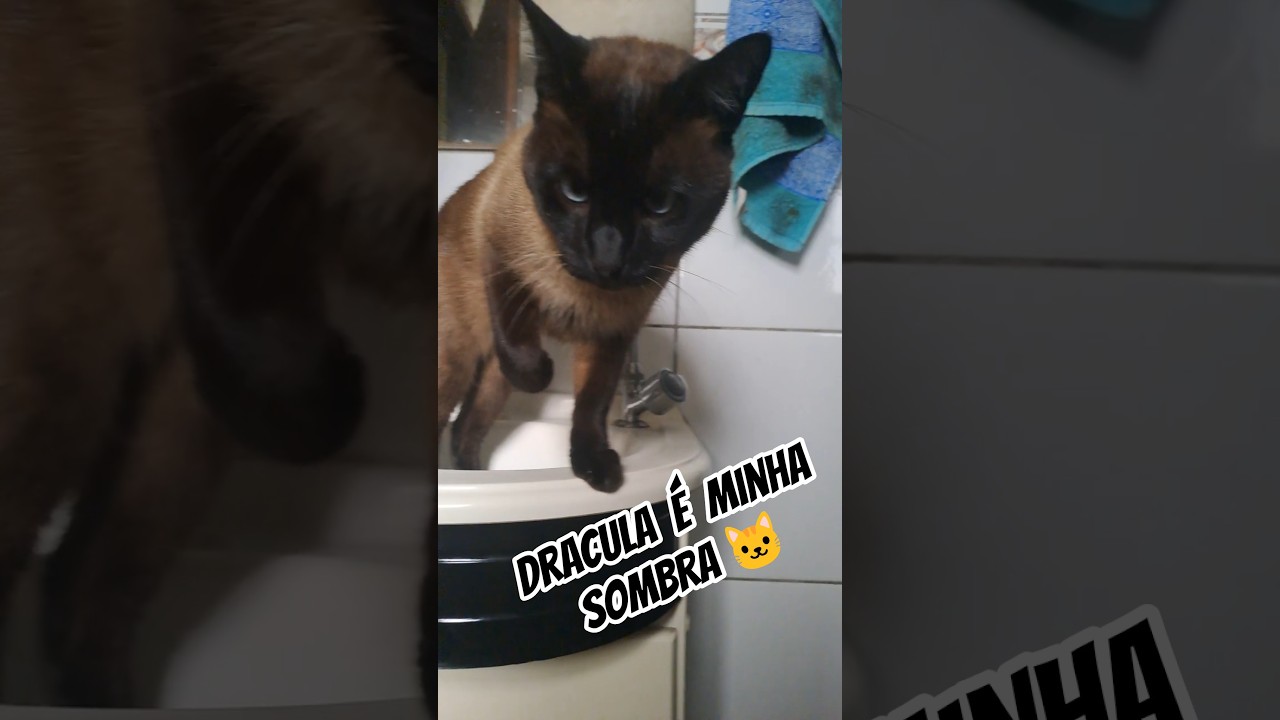 Cadê minha privacidade 🚽?