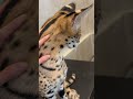 【おはようサーバルシリーズ㊲】
