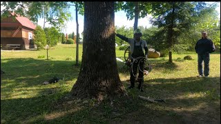 Арбористика‼️Удаление Гигантских Осин🌳(Часть Первая) Arboristry‼️Removal Of Giant Trees🌳(Part One)