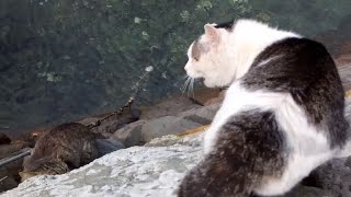 超危険な場所で喧嘩する野良猫