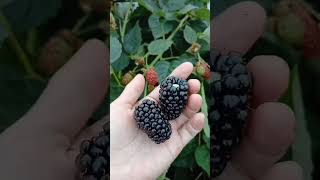 картинка: Ремонтантный сорт ежевики Блэк Джем