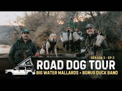 EPIC River Hunting for Mallards & BONUS BAND!! | RDT S3 Ep.3