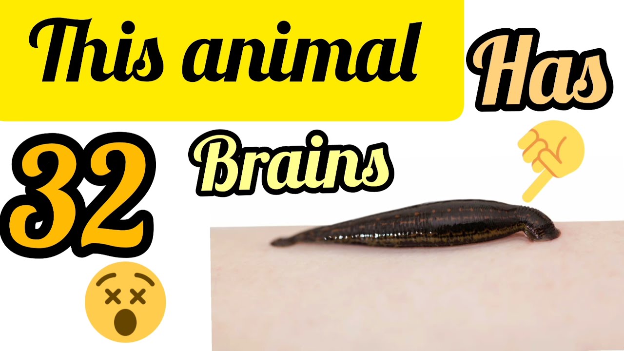 bioroll_labs - Did you know ❓ A leech has 10 stomach, 32 brain, 9pairs of  testicles and several 100 teeth #leech #animal #didyouknow #animalfacts  #facts #instagood #instagramart #amazingfacts #biologymajor  #biotechnologystudent #insta