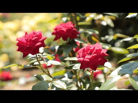 Brookside Gardens Celebrates 50 Years