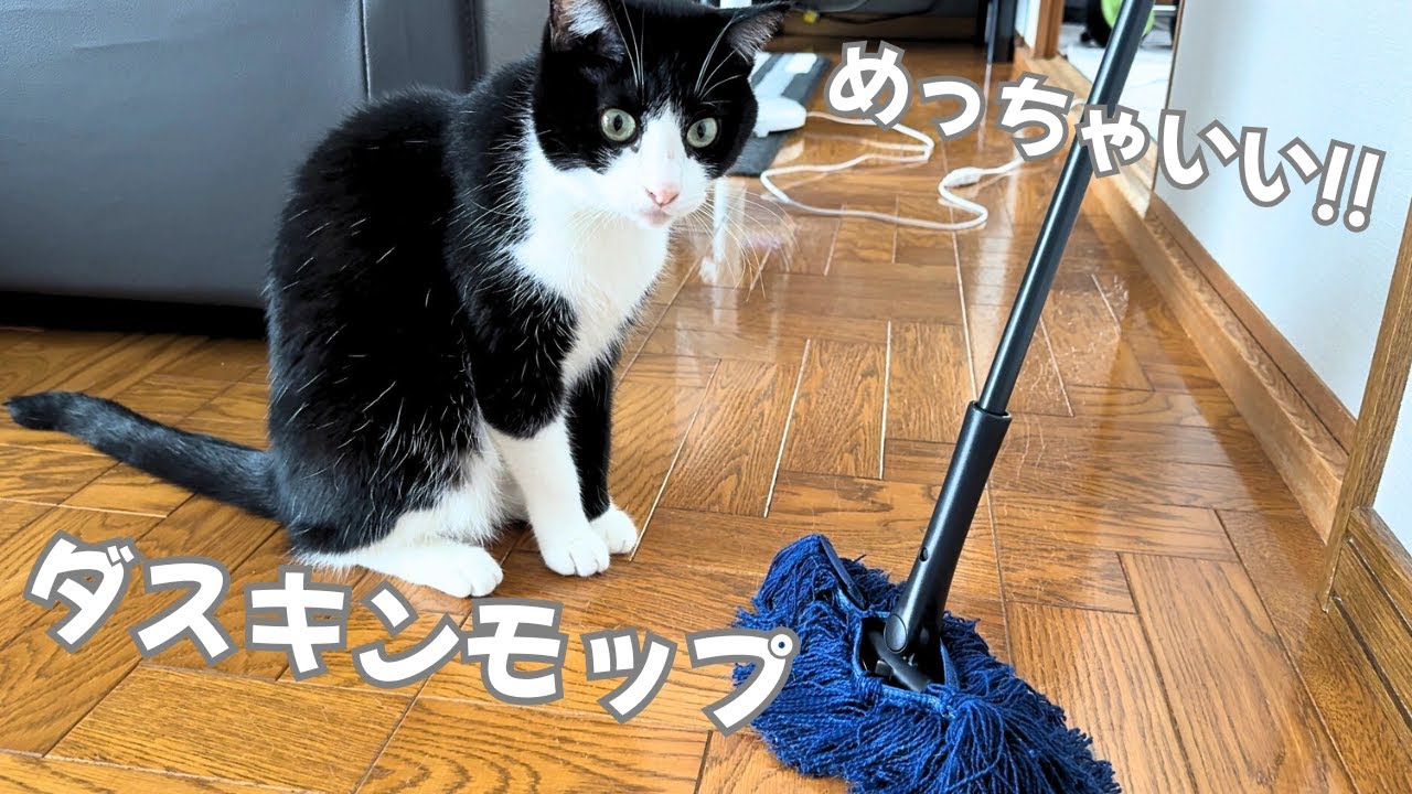 【猫多頭飼い必見！】ダスキンモップを導入したらQOLが爆上がりしたハチワレ猫たちの主【今日のオロイズ】
