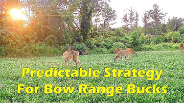 Best Food Plot Design For Getting Wary Bucks Into Bow Range