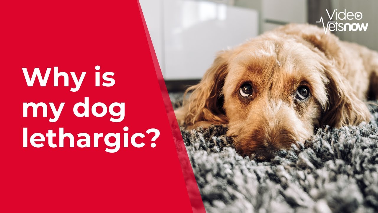 Why Your Dog Is Lethargic And What To Do