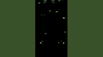 Leaf petals Black screen Overlay for editing #chromakey #blackscreen #explore #kinemaster