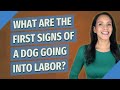 What are the first signs of a dog going into labor?