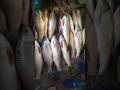 Rohu Fish Is The Most Commonly Eaten Fish In India Rohufish Rohufishing Shorts