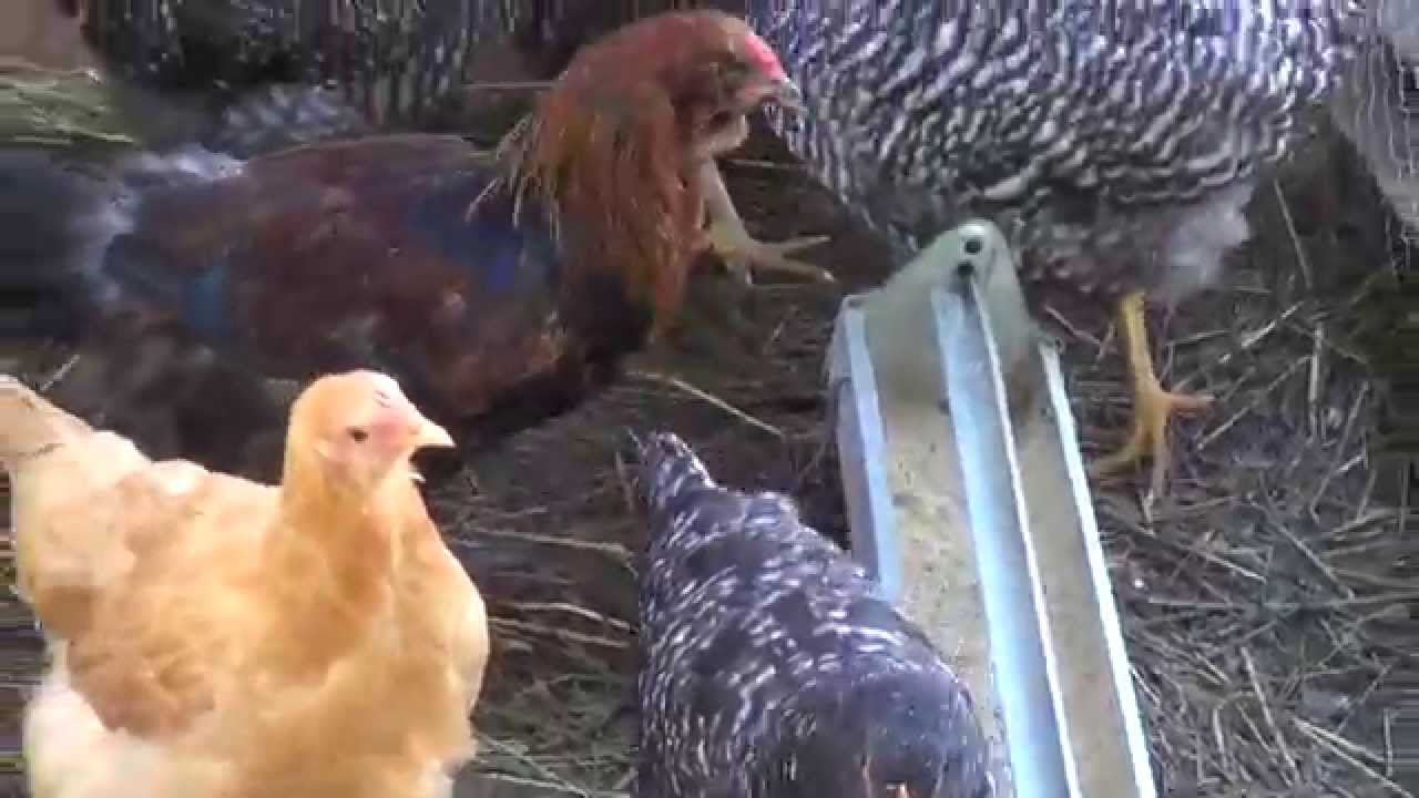 Pullets for Sale YouTube