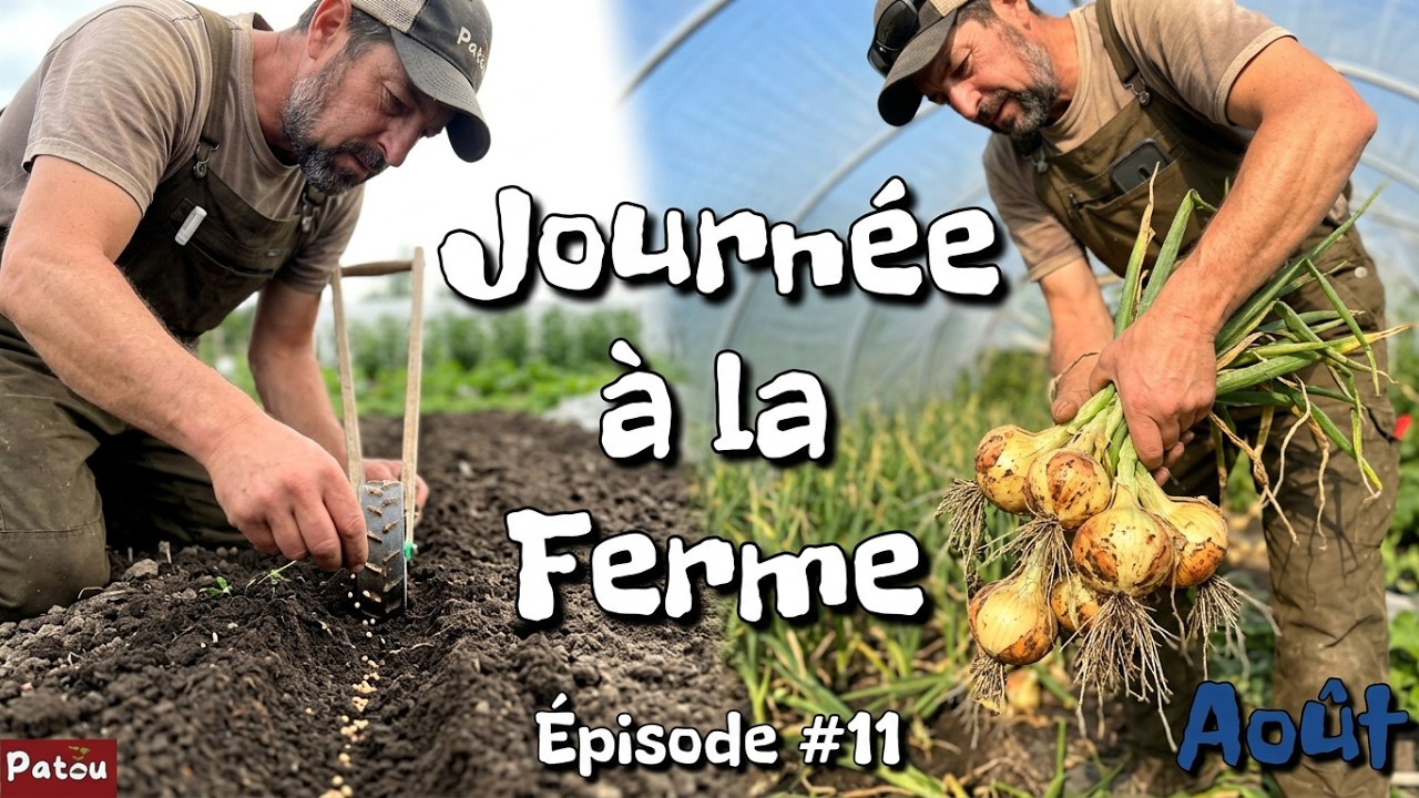 Québec | Journée à la ferme #11 | On récolte les oignons finalement et semis direct!