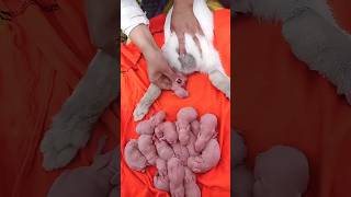 Rabbit Growth - Baby Bunny 1 To 17 Days Rabbit The Rural Pet