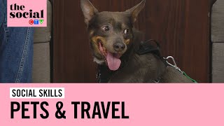 What to know about pets and travel | The Social