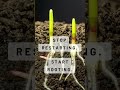 The Right Soil