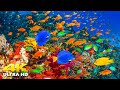 4K Stunning Underwater Wonders of the Red Sea + Relaxing Music - Coral Reefs & Colorful Sea Life