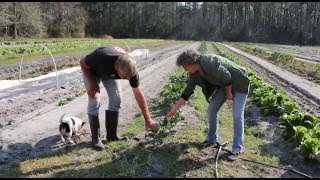 Farm-to-table: Urban Folk Farm