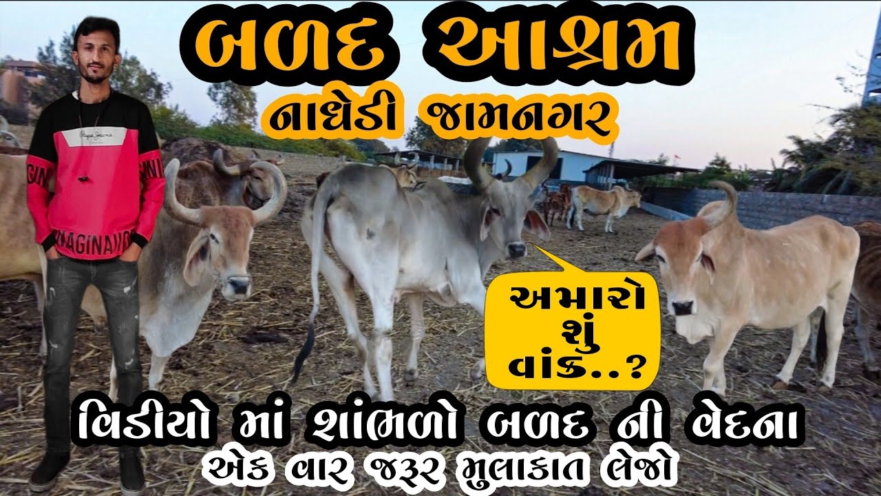 બળદ આશ્રમ નાઘેડી જામનગર ll  Contact No: 9879732540  ll donate food ll care for animals ll Vlog