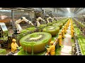 How Kiwi Became a Billion Dollar Global Industry | From Vine to Modern Factories