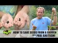 How to save seeds from a vegetable garden  back to eden gardening