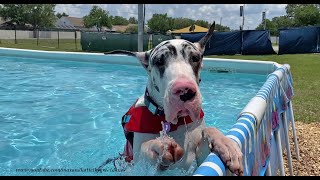 Laid Back Great Dane Loves to Chill Out Standing in the Pool