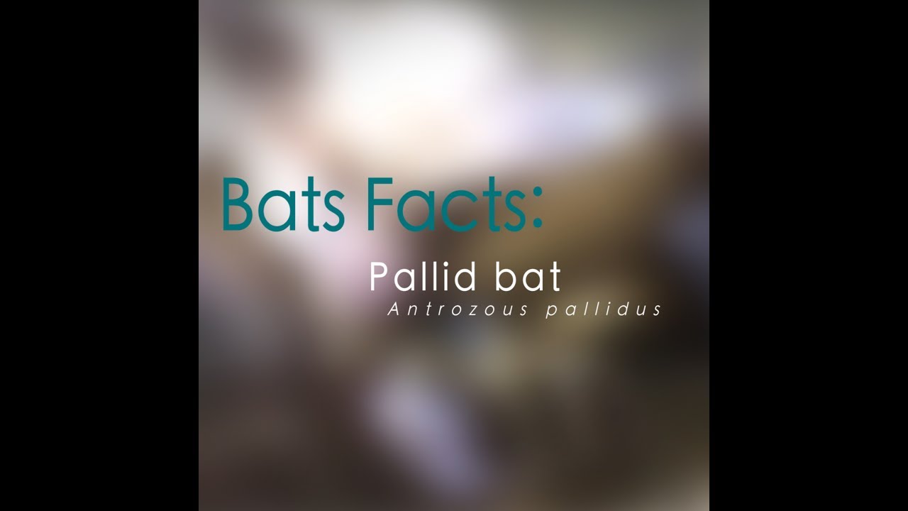 Bat Facts Pallid Bat YouTube