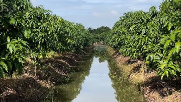 Xoài cát hoà lộc kích cử 2 | xoài cát hoà lộc