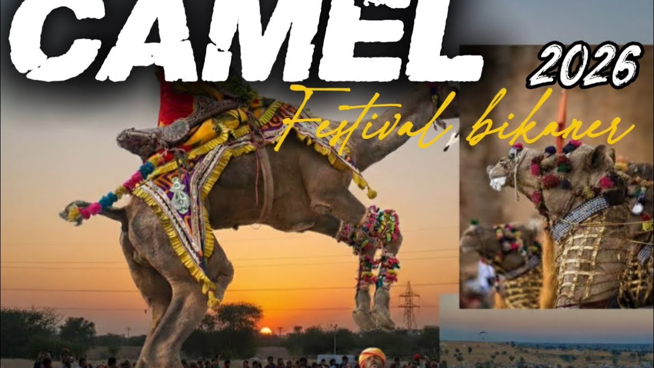 Camel 🐪 festival Bikaner.✨