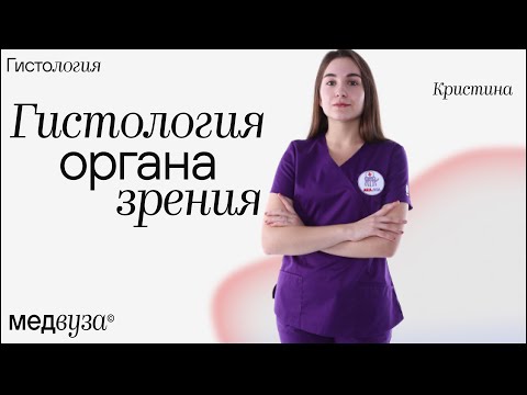 Гистология органа зрения | Гистология глаза