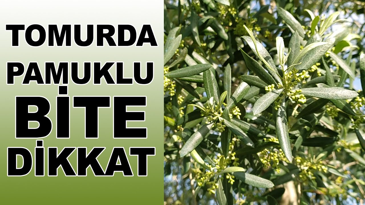 Zeytinde Tomurcuk Dönemi Pamuklu Bit (Pamucak) Mücadelesi