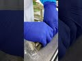 最高級品の道南産真昆布を使用【さば鮨 極】