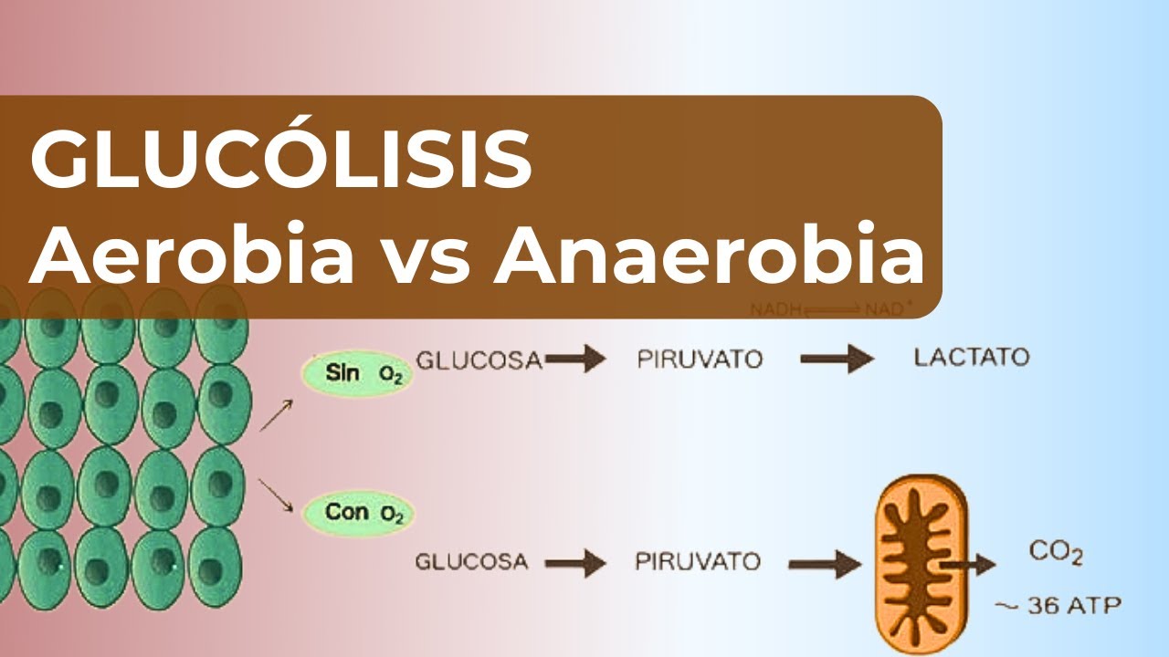 Glucólisis Aerobia vs Anaerobia | ¿Cuál es más eficiente? | ¿Qué Cambia?