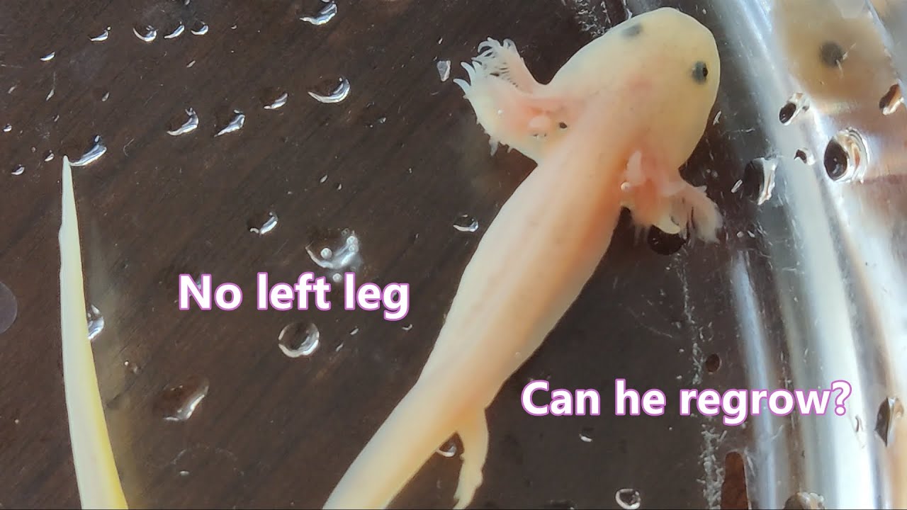 Regrowing Leg How Long Will An Axolotl’s Missing Leg Regrow? - YouTube