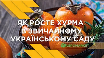 Як росте ХУРМА в звичайному українському саду. Поради з ВИРОЩУВАННЯ ХУРМИ від АГРОМАРКЕТ
